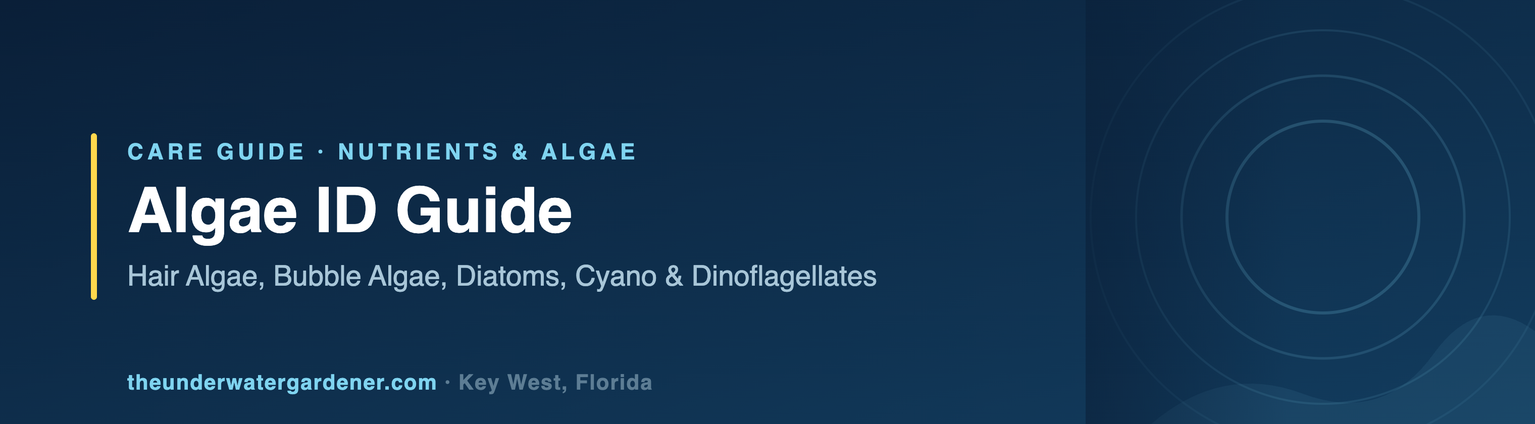Algae ID Guide: Hair Algae, Bubble Algae, Diatoms, Cyano & Dinoflagellates - care guide from The Underwater Gardener, Key West