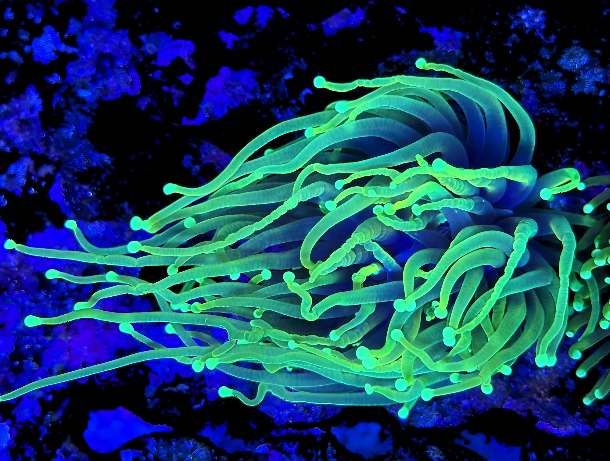 Coral様　3点おまとめ Bright Green Long Tentacle Torch Coral – $198.99 | TUG