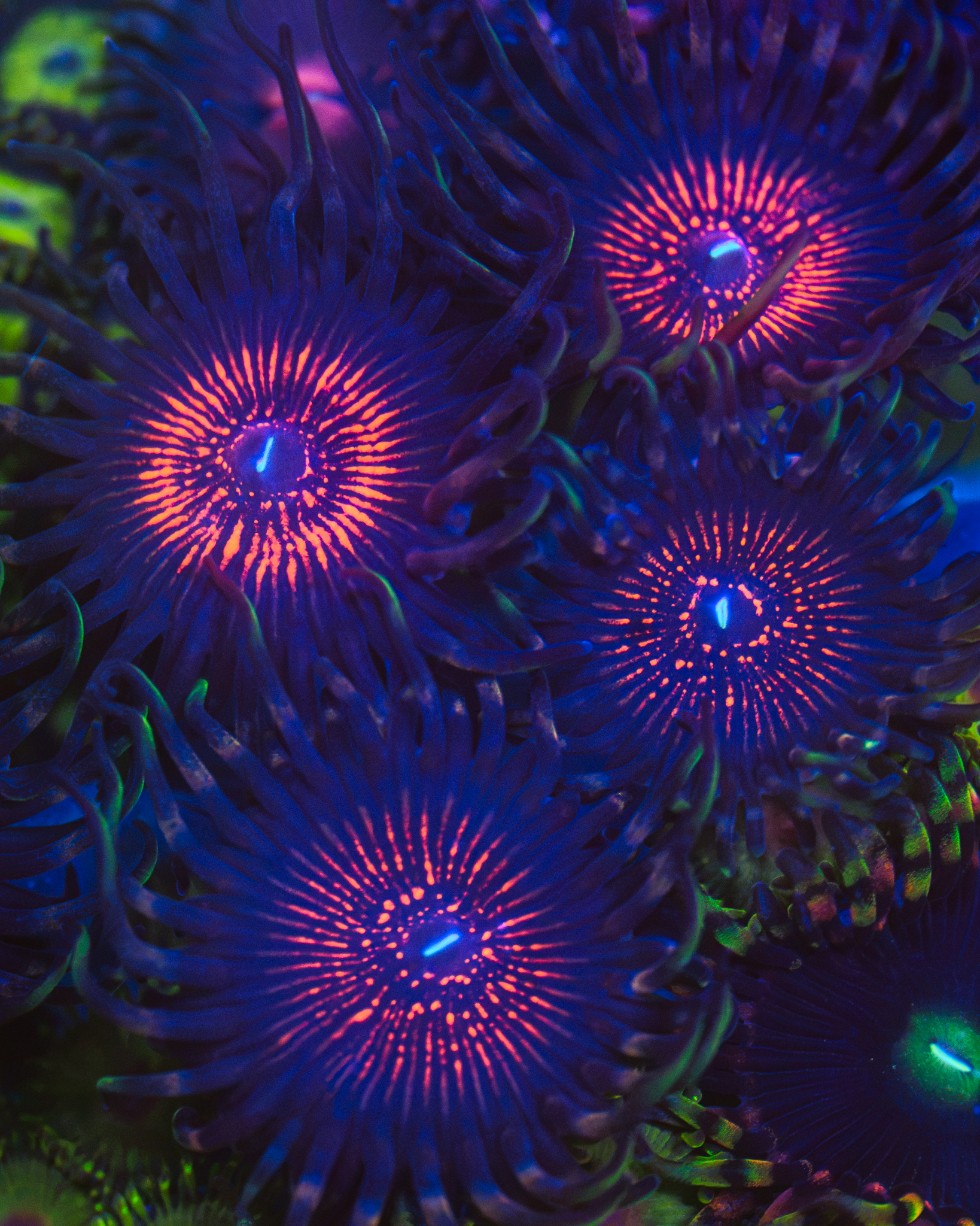 TUG Nightcrawler Zoa for Sale – $69.99 | TUG Key West